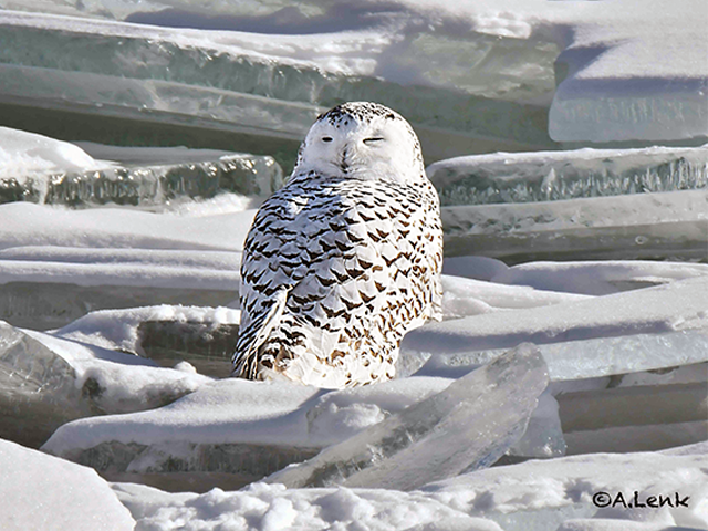 Snowy Owl by Alan Lenk